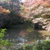 Tokyo_Rikugien_Park_8